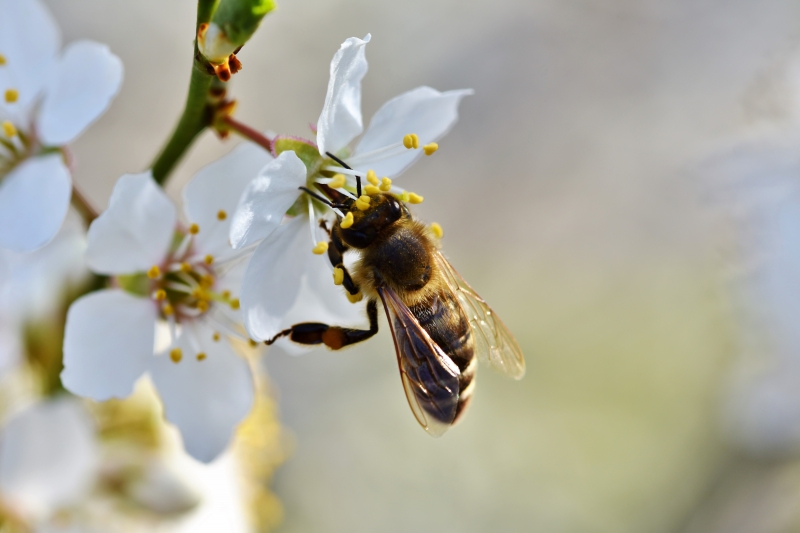 jardinerie-ARTIGNOSC SUR VERDON-min_bee-4092986